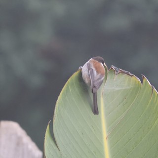 Small Bird Perched on Broad Green Leaf at Dusk