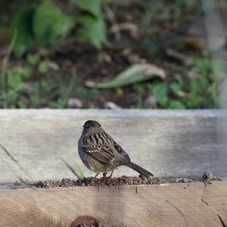 Serene Sparrow at Fort Mason