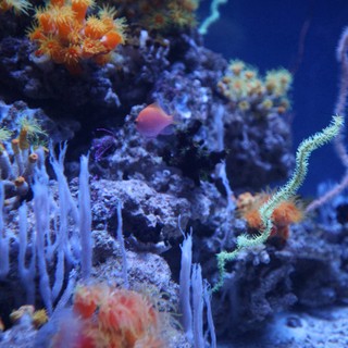 aquarium or underwater reef location