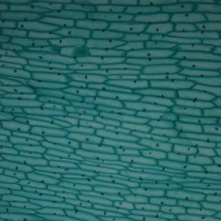 Texture of a Turquoise Cell Wall