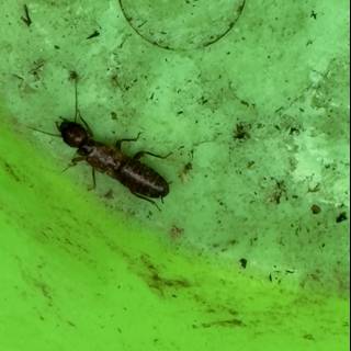 Tiny Explorer on a Green Canvas