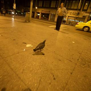 Pigeon on Sidewalk