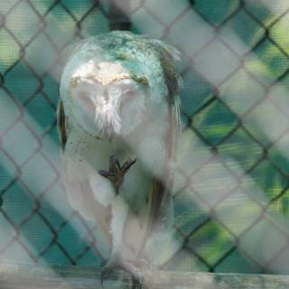 Enigmatic Gaze: Captured Owl at Honolulu Zoo