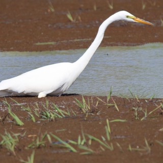 Great Egret Wading in Flooded Agricultural Field