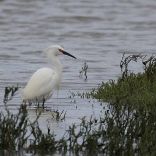 Guardians of the Marsh