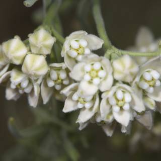 White Flower Close-up
