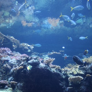 Vibrant Coral Reef Ecosystem with Tropical Fish