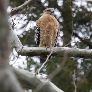 Red-shouldered Hawk Perched on Birch Branch