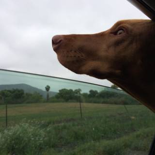 Canine Road-trip Companion