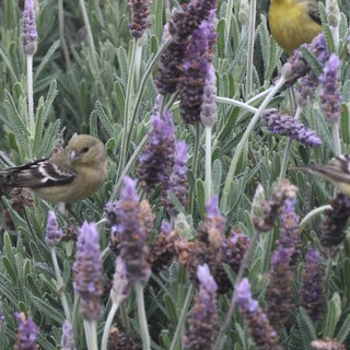 Goldfinches Foraging Among Purple Lavender Blooms