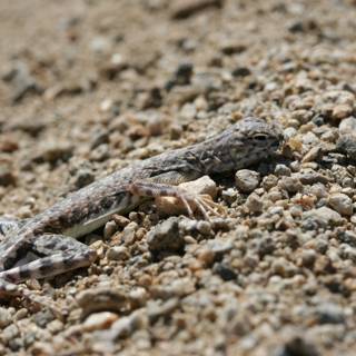 Tiny Lizard Sunbathing on Sand