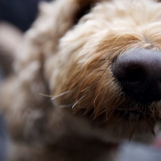 Close-Up Portrait of a Golden Retriever's Peaceful Rest