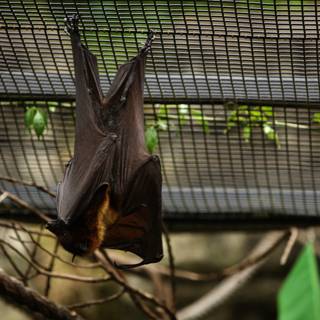 Upside Down Delight: Bat Observation at Oakland Zoo