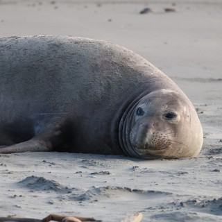 Northern Elephant Seal Resting on Sandy Beach