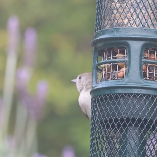 House Sparrow at Garden Bird Feeder