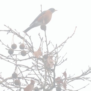 Bird Perched Among Winter Berries in Foggy Weather