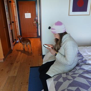 Cozy Hotel Room with Curious Dog Visitor