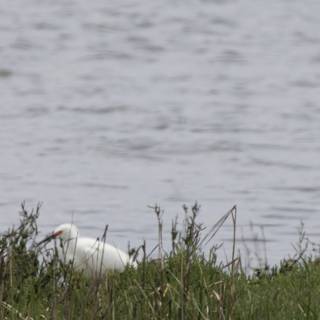 Serene Guardian of the Grasslands