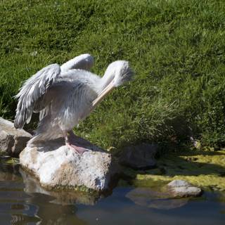 Pelican in its natural habitat