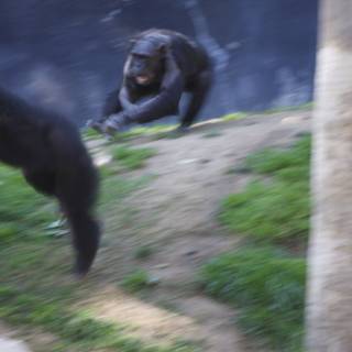 Playful Primates