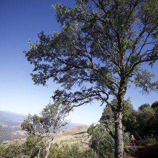 Lone Oak Overlooking Valley from Mount Diablo Trail