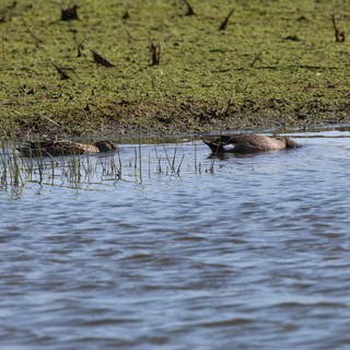 Blue-winged Teal Ducks Resting in Shallow Wetland Waters