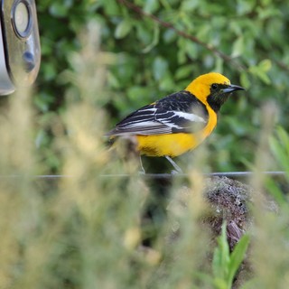 Hooded Oriole Perched Near Security Camera in Garden