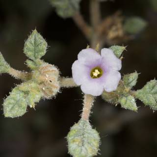 Purple Geranium in Bloom