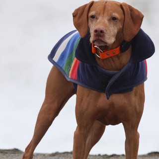 Stylish Vizsla Dog Wearing Rainbow Coat in Winter