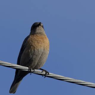 Perched on a Wire