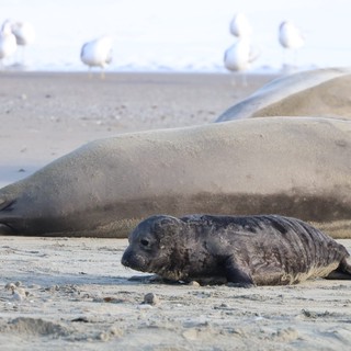 Newborn Elephant Seal Pup with Mother on Beach
