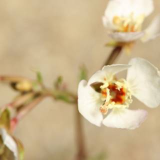 White flower in bloom