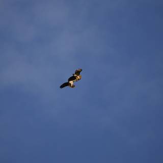 Aerial Acrobatics: Birds of Lake Merced