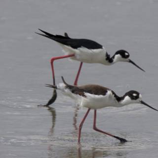 Graceful Waders of San Pablo Bay
