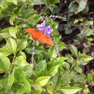 Butterfly resting on a purple flower