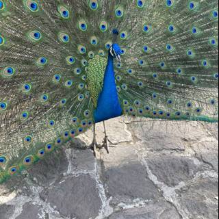 The Majestic Peacock on the Wall