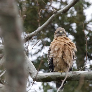 Red-Shouldered Hawk Perched on Winter Branch