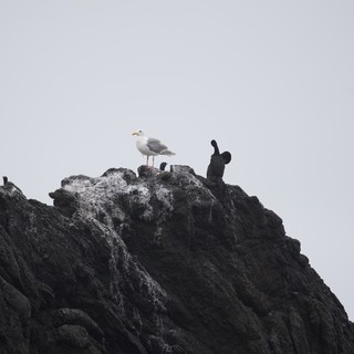 Seagull Reigns Supreme Atop Rocky Coastal Outcrop