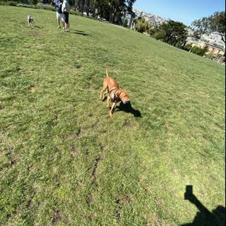 Playful Pup in Alamo Square