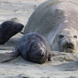 Elephant Seal Mother and Pups Resting on Beach