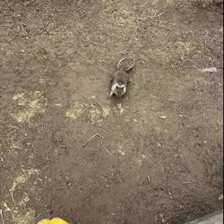 Curious Encounter in Cambria