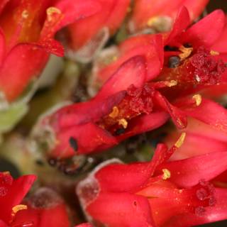 Bug-infested Red Flowers