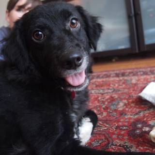 Black Beaut: The Adorable Canine Companion
