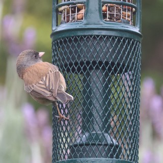 Juvenile Bird Perched on Green Wire Mesh Feeder