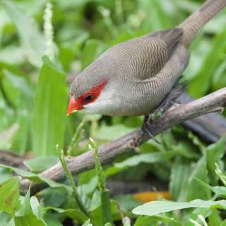 Scarlet Echoes: A Finch Amidst the Greens