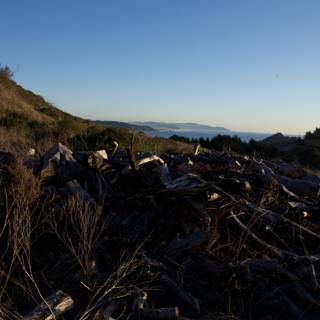 Woodpile on the Hill