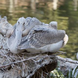 Pelican Party on a Tree Stump