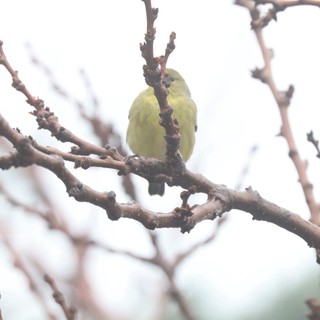Yellow Finch Perched on Winter Branch
