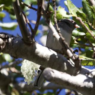 Secretive Sparrow in Carmel Valley