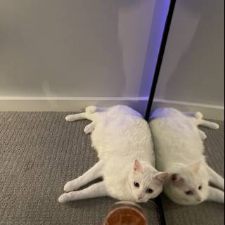 Cat and Juice on Hardwood Floor